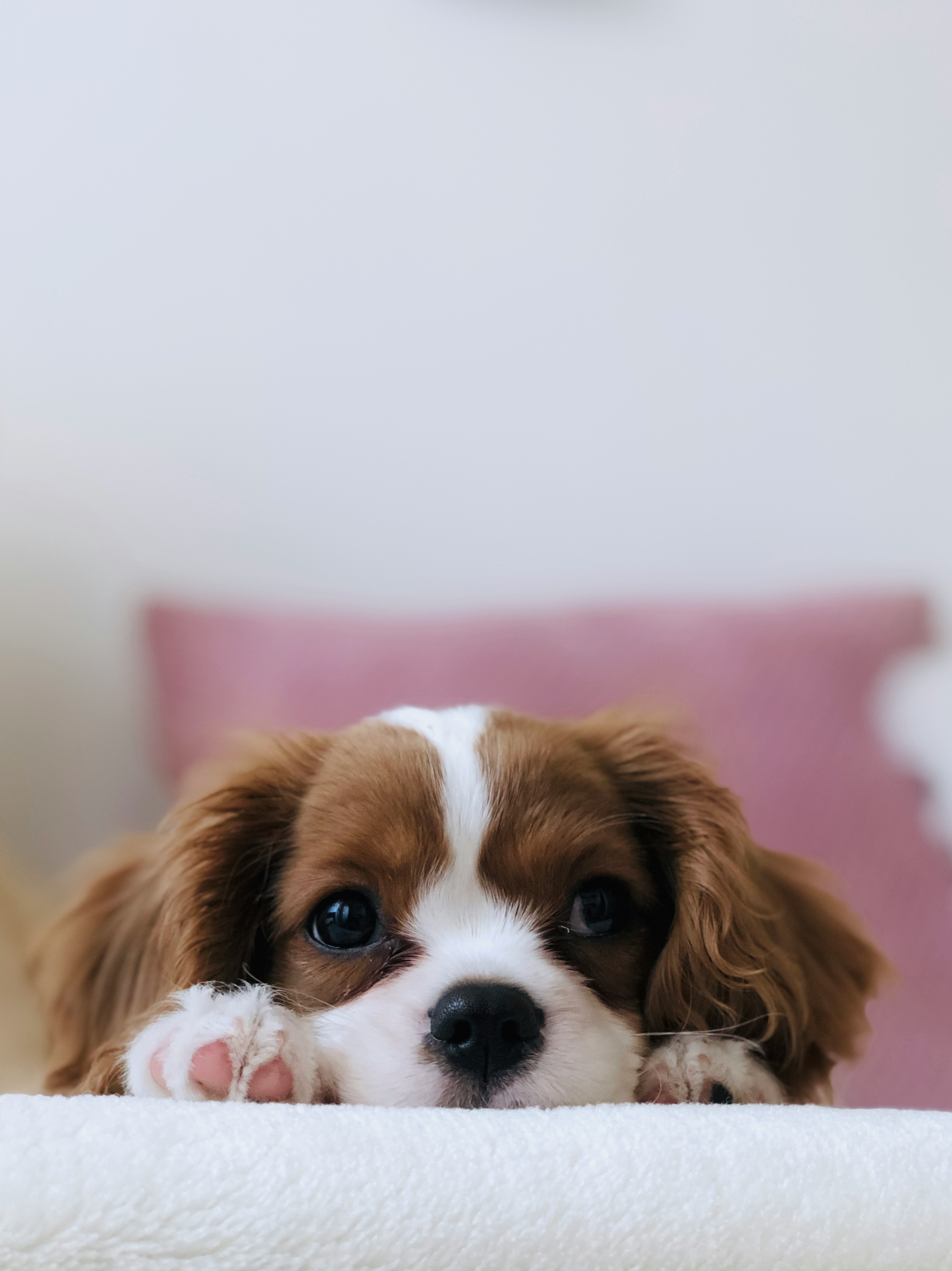Cavalier spaniel puppy