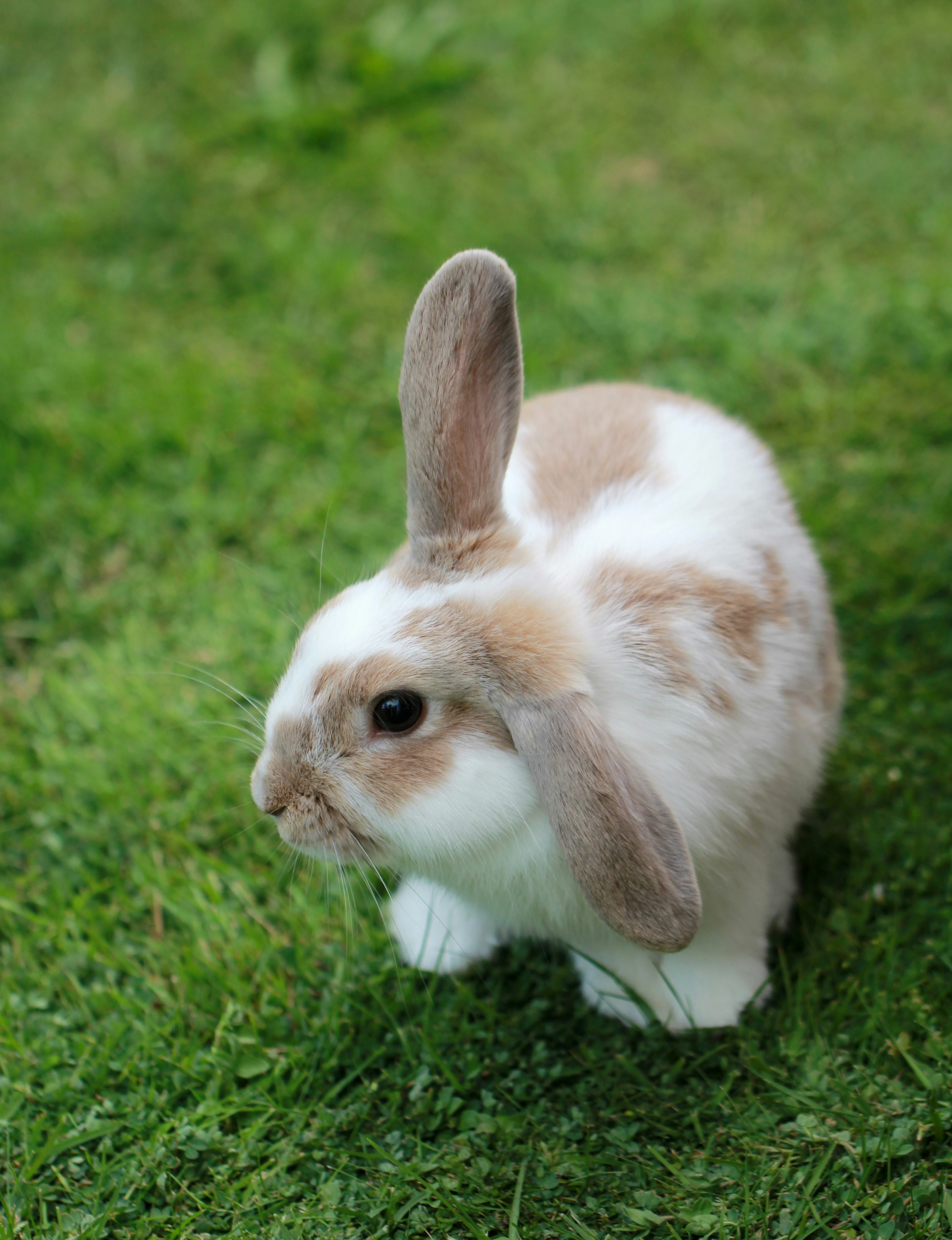 Rabbit on grass