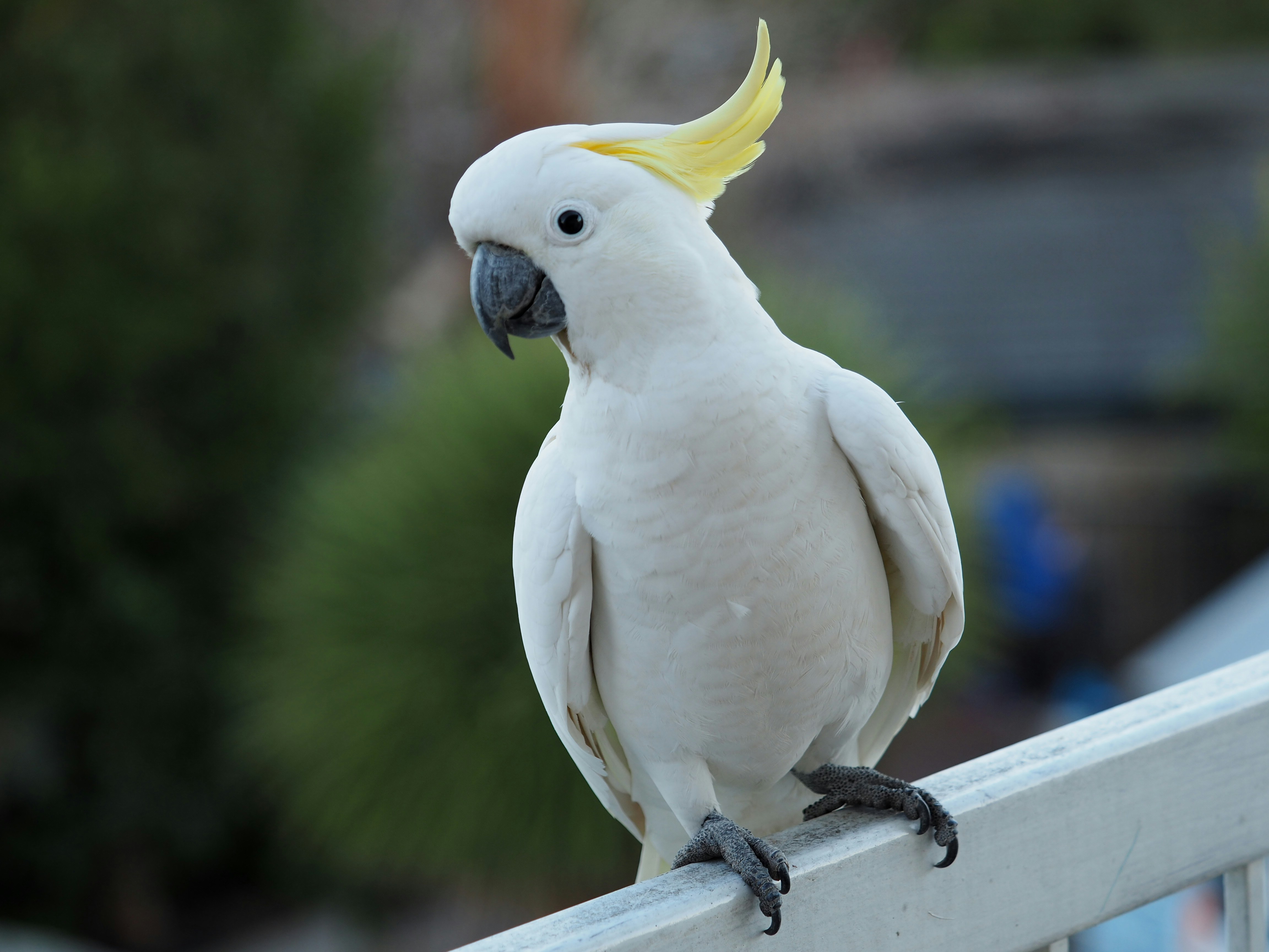 Cockatoo parrot