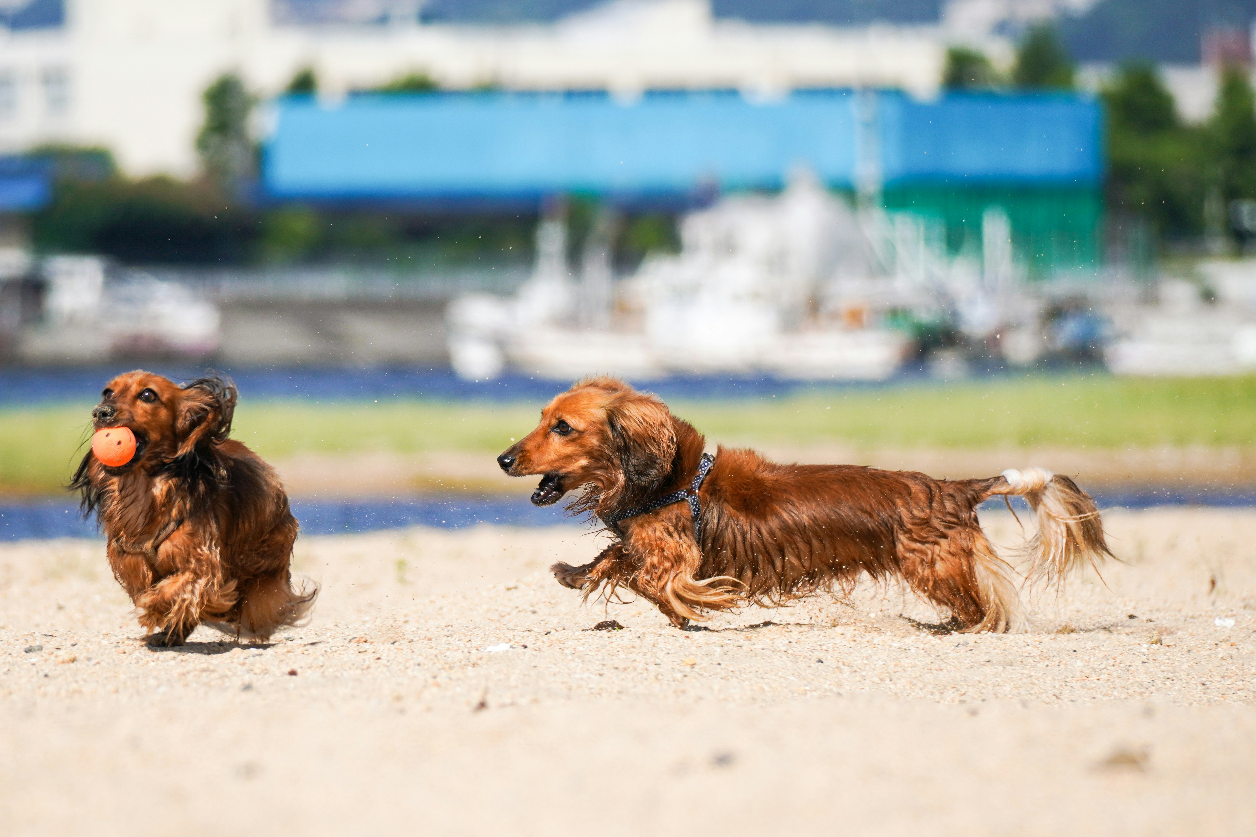 Dogs playing at the beach