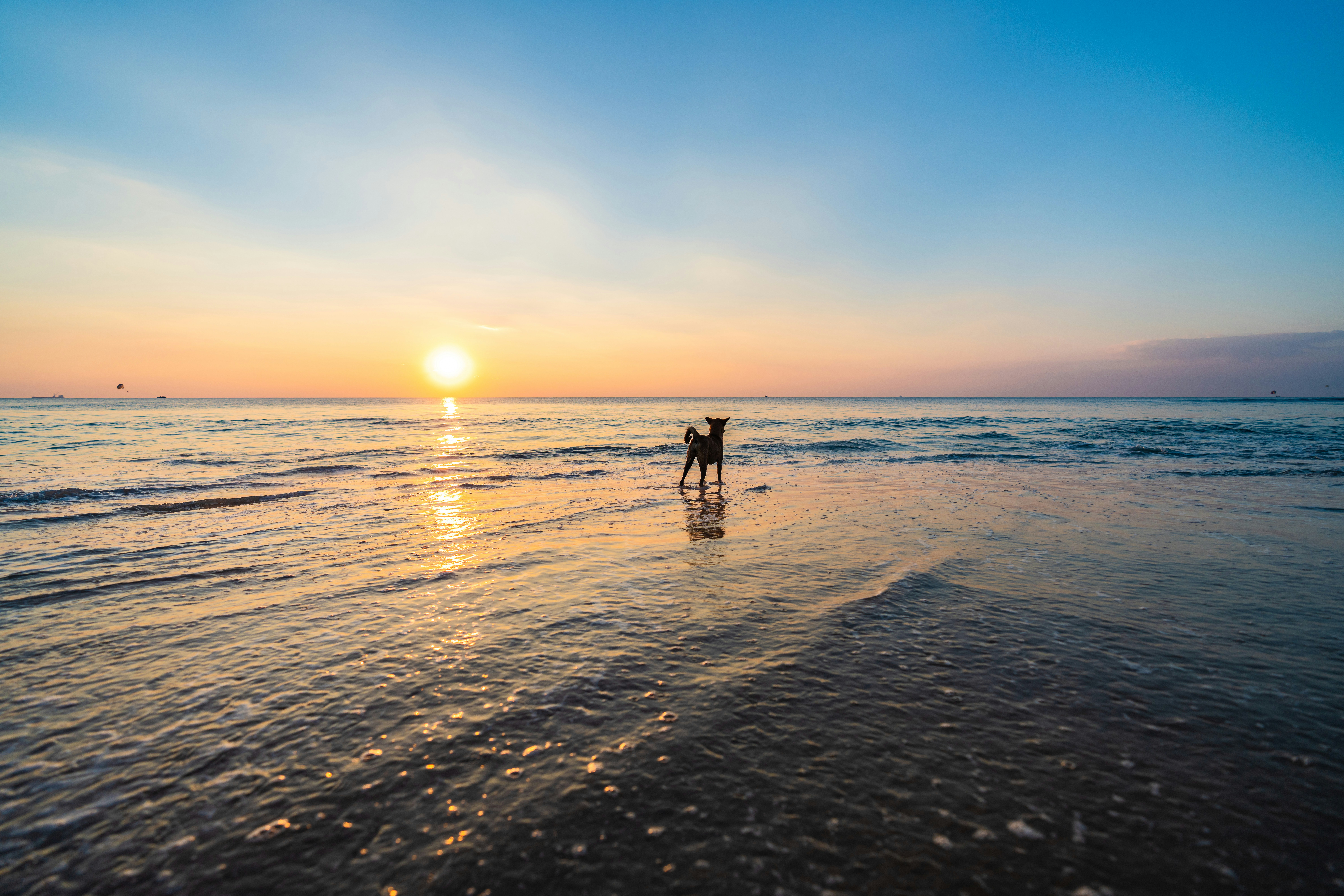 Dog at sunset on the beach