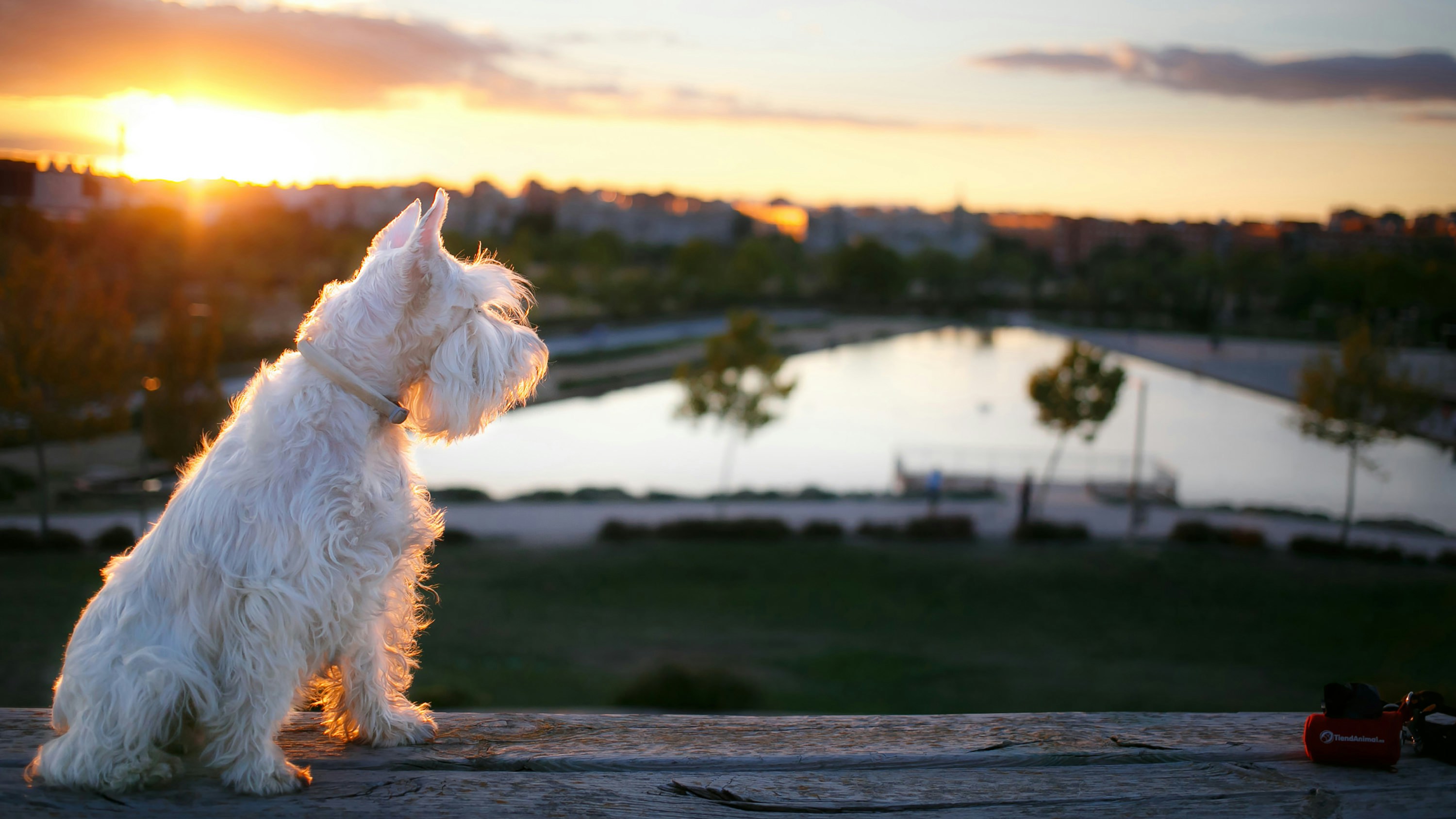 Happy dog at sunset